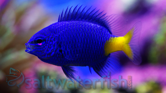 Yellow Tail Blue Damsel 119