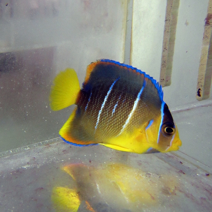 Blue Angelfish - Juvenile #A 128