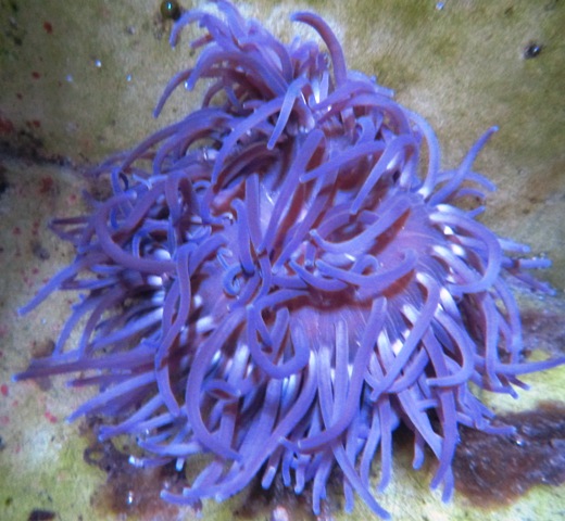 Purple Long Tentacle Anemone b003