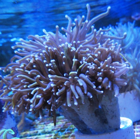 Purple Tip Golden Tint Torch Coral #B027 6 Heads 3-4 inches - Eye It ...