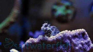 Lawnmower Blenny - Central Pacific