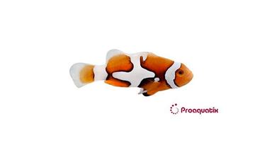 Semi Picasso Percula Clownfish - Atlantic
