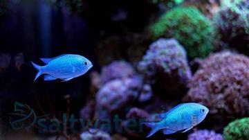 Green Chromis - Central Pacific