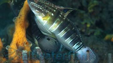 Sleeper Banded Bullet Goby