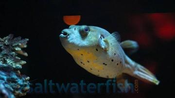 Grey Dogface Puffer: Freckled