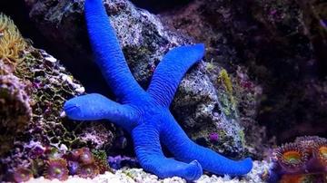 Blue Linckia Starfish - Fiji