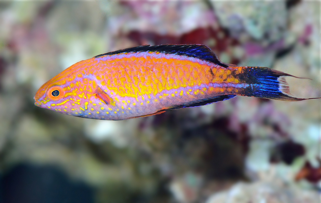 Crescent Tail Fairy Wrasse - Juvenile