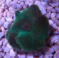Mushroom Coral: Purple Speckled