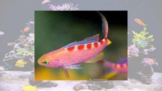 saltwater fish coral invertebrates