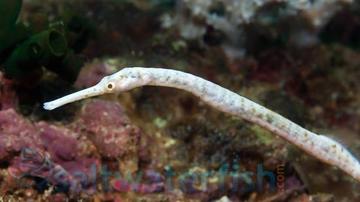 Dragon (Red Bug Eater) Pipefish - Central Pacific