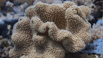 Umbrella Leather Coral