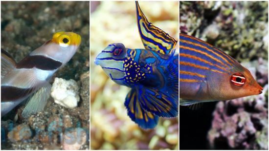 Reef Fish, Marine Fish, Coral, Aquarium Supplies & More - Saltwaterfish.com