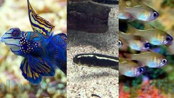 Reef Fish, Marine Fish, Coral, Aquarium Supplies & more - Saltwaterfish.com