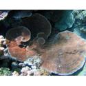 Montipora Coral: Colored