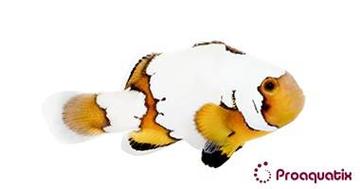 Snowflake Ocellaris Clownfish - Captive Bred