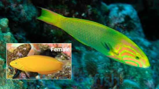 Sunset Wrasse: Male