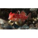 Scooter Blenny: Red - South Asia