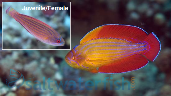 Eight Line Flasher Wrasse - Red Sea
