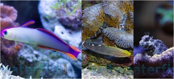 Premium Fish Trio: 1 Purple Firefish Goby, 1 Rainfordi Goby, 1