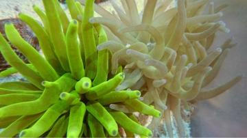 Condylactis Anemone - Group Of 3