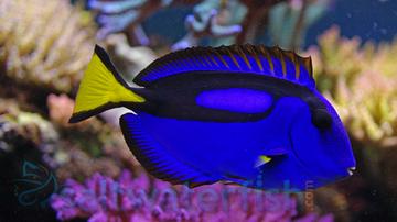 Blue Hippo Tang - Central Pacific