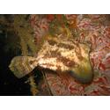 Fan Bellied Filefish - Australia