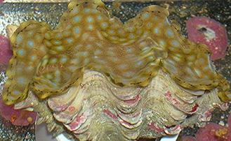 Squamosa Clam - Captive Bred