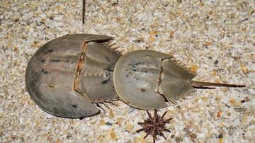Horseshoe Crab - Group of 3