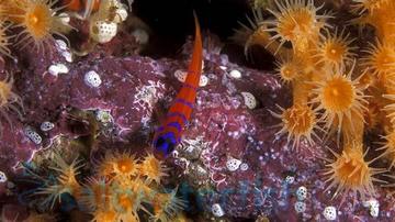 Catalina Goby - Eastern Pacific