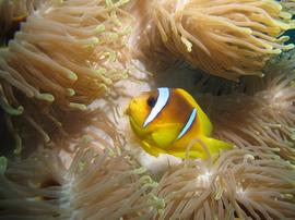 Bicinctus Clownfish - Tank Raised