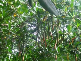 Mangrove Plant: Red - Atlantic