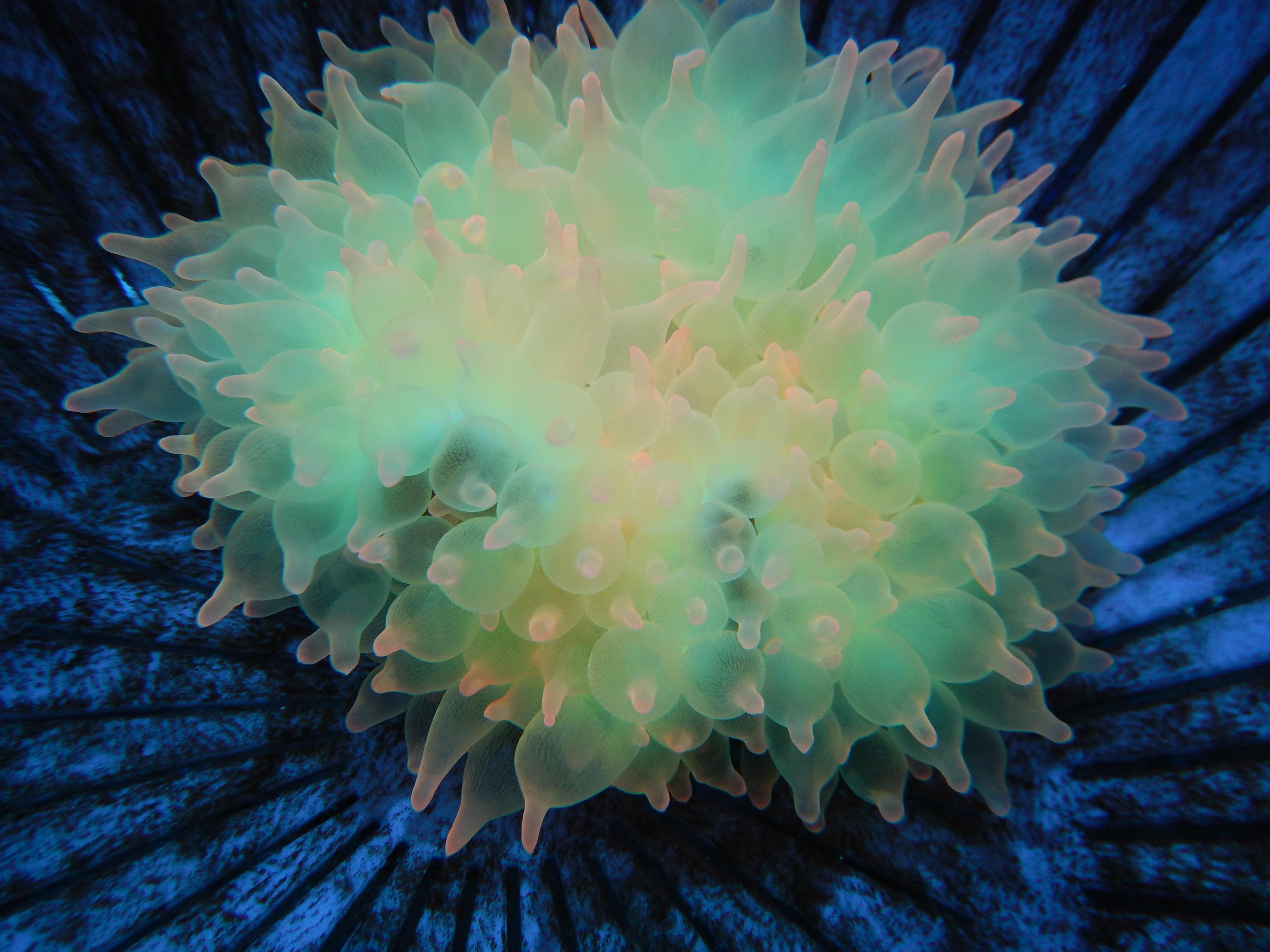 Rose Bubble Tip Anemone Super