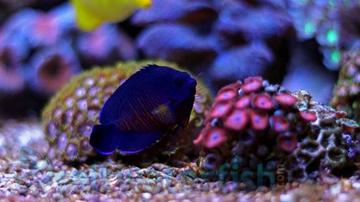 Coral Beauty Angelfish: Yellow - Melanesia