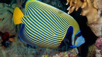 Majestic Angelfish - Angelfish Large - Saltwater Fish