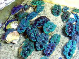 Crocea Clam: Blue - Fiji - Captive Bred