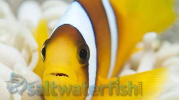 Two Banded Clownfish - Red Sea