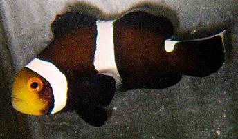 Mocha Ocellaris Clownfish - Captive Bred