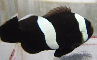 Saddleback Clownfish: Black
