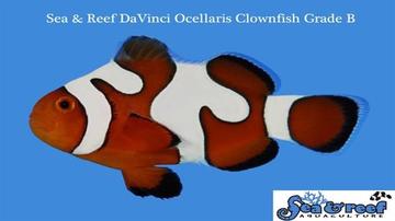 Snowflake Ocellaris Clownfish DaVinci - Captive Bred Grade B