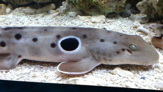 Epaulette Shark - Australia