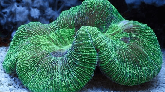 Brain Coral: Green - Australia