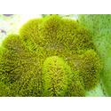 Green Carpet Anemone