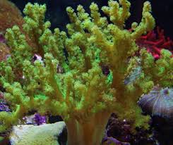 Rasta Leather Coral: Green - Australia