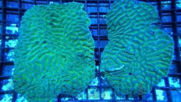Platygyra Brain Coral Worm Scribble