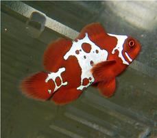 Gold X Lightning Maroon Clownfish - Super Special Save 23%