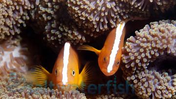 Orange Skunk Clownfish - Captive Bred