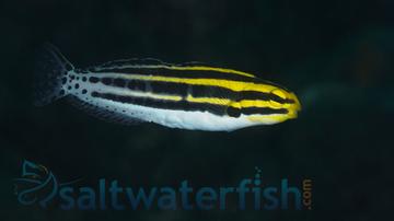 Striped Blenny - Eastern Asia