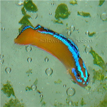 ORA Neon Dottyback - Aquacultured