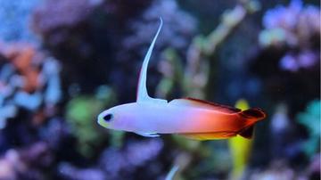 Firefish Goby - Africa