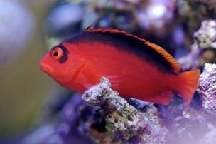 Flame Hawkfish - Super Special Save 28%